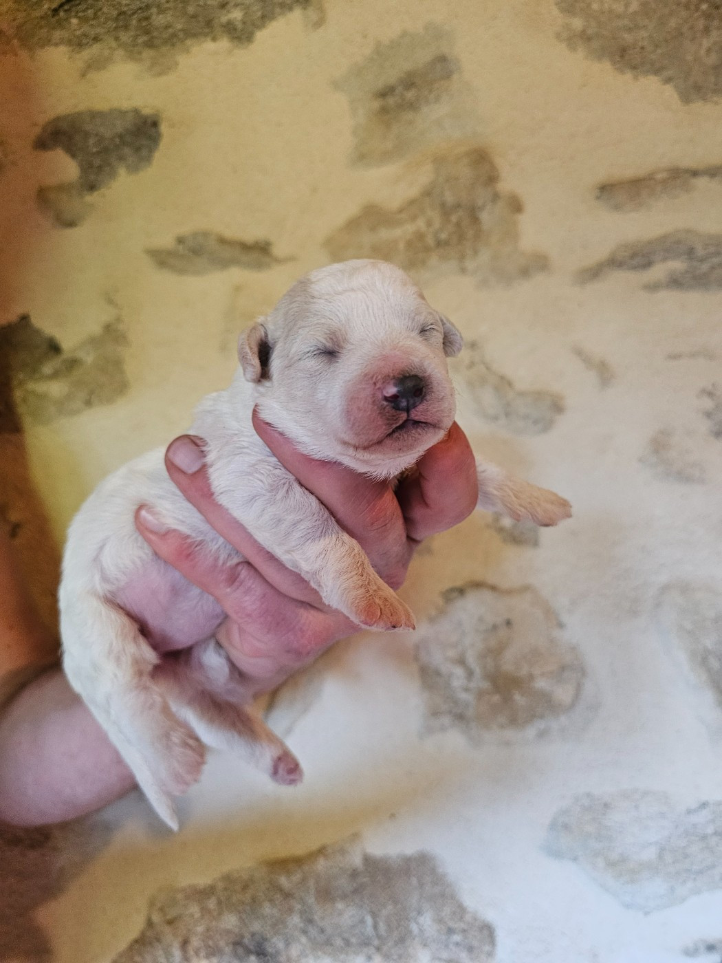 du Moulin de Bonneval - Chiots disponibles - Bichon Frise