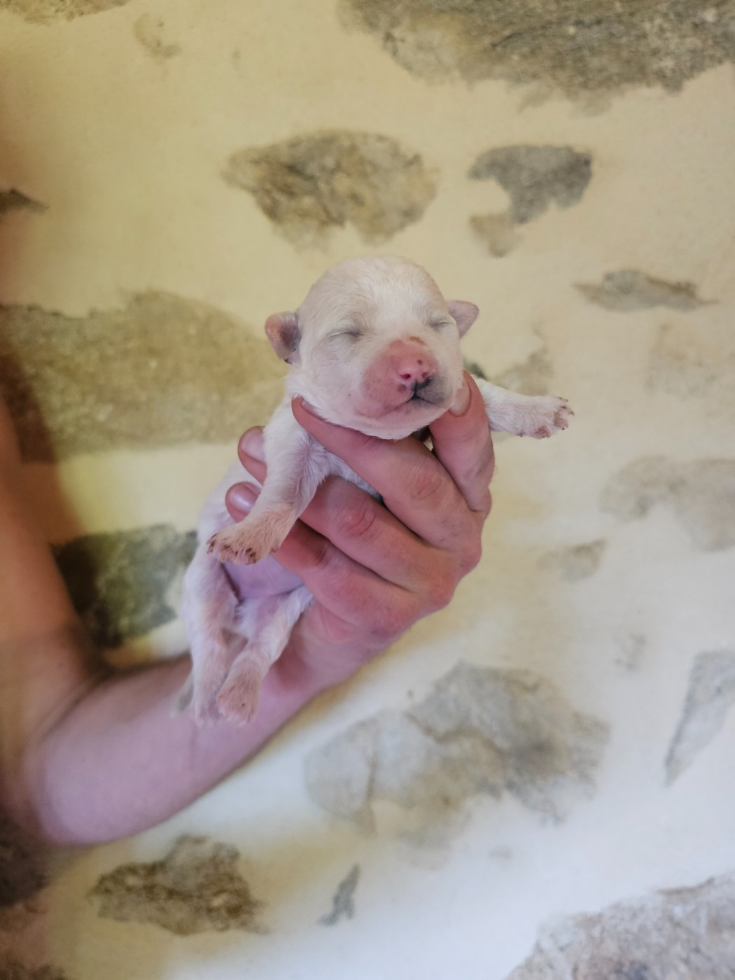 du Moulin de Bonneval - Chiots disponibles - Bichon Frise