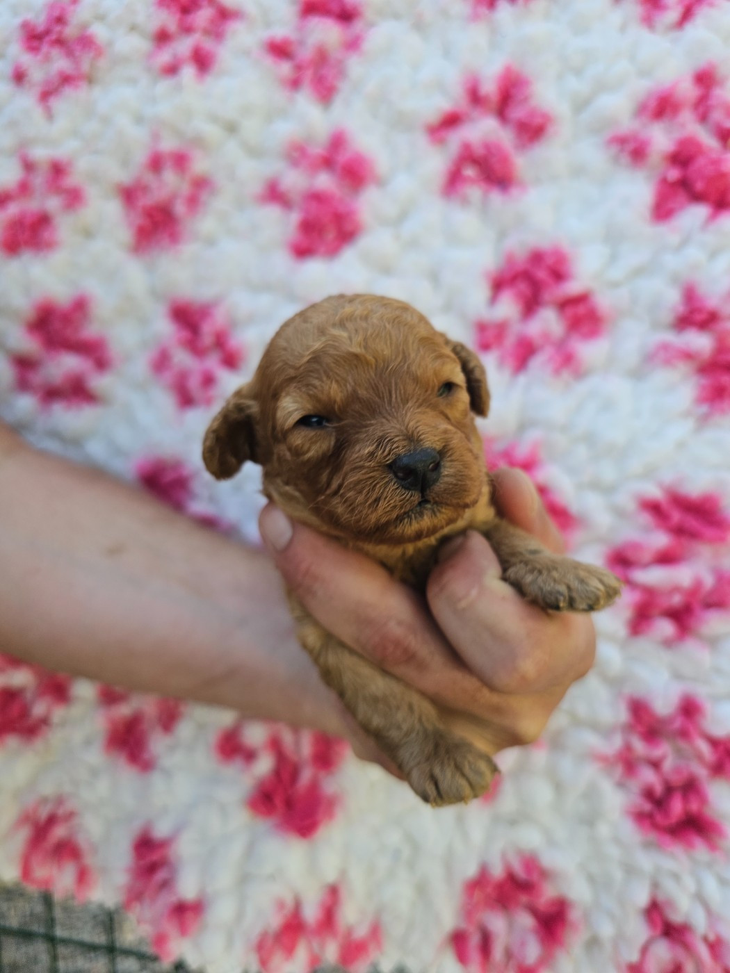 du Moulin de Bonneval - Chiots disponibles - Caniche