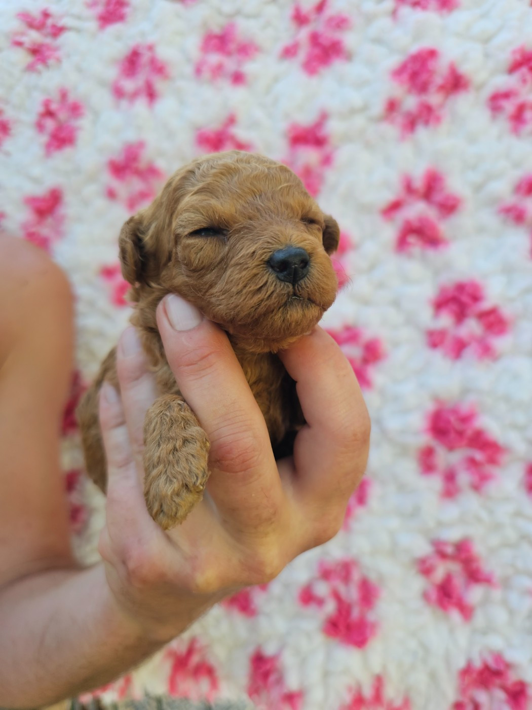 du Moulin de Bonneval - Chiots disponibles - Caniche