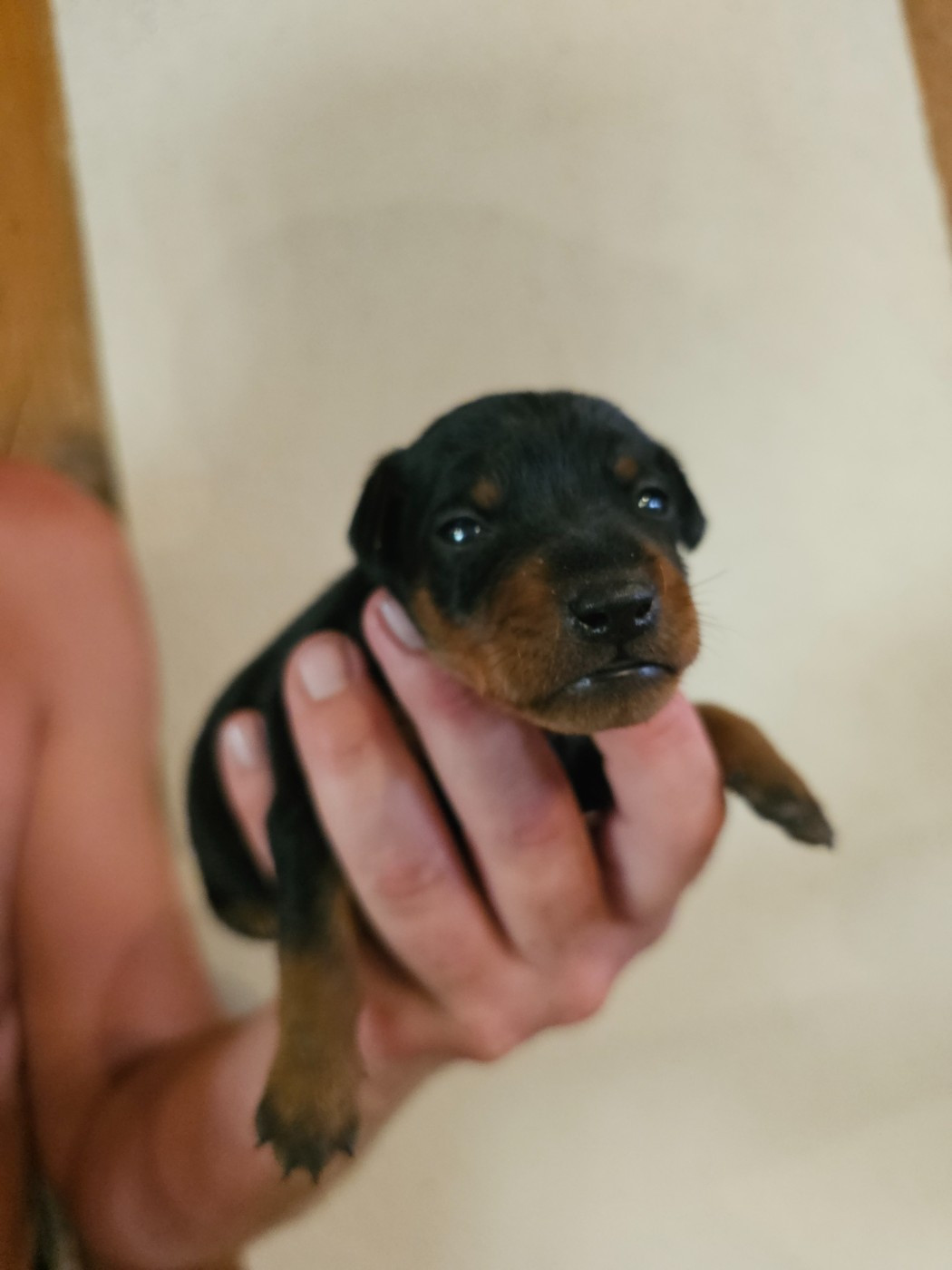 du Moulin de Bonneval - Chiots disponibles - Pinscher nain