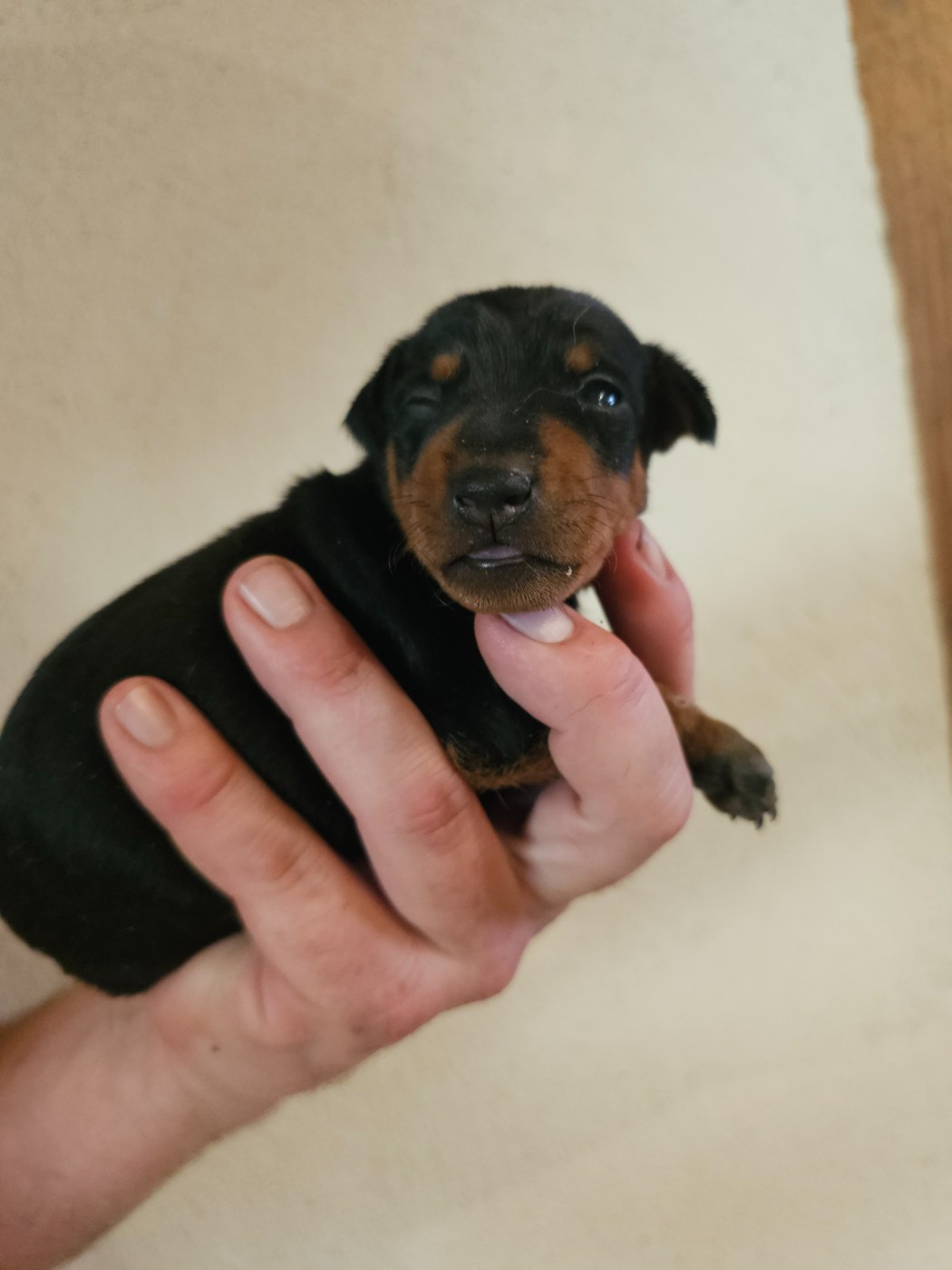 du Moulin de Bonneval - Chiots disponibles - Pinscher nain