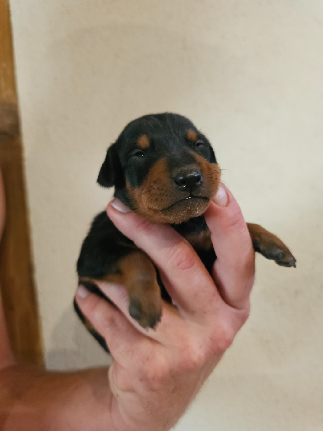 du Moulin de Bonneval - Chiots disponibles - Pinscher nain