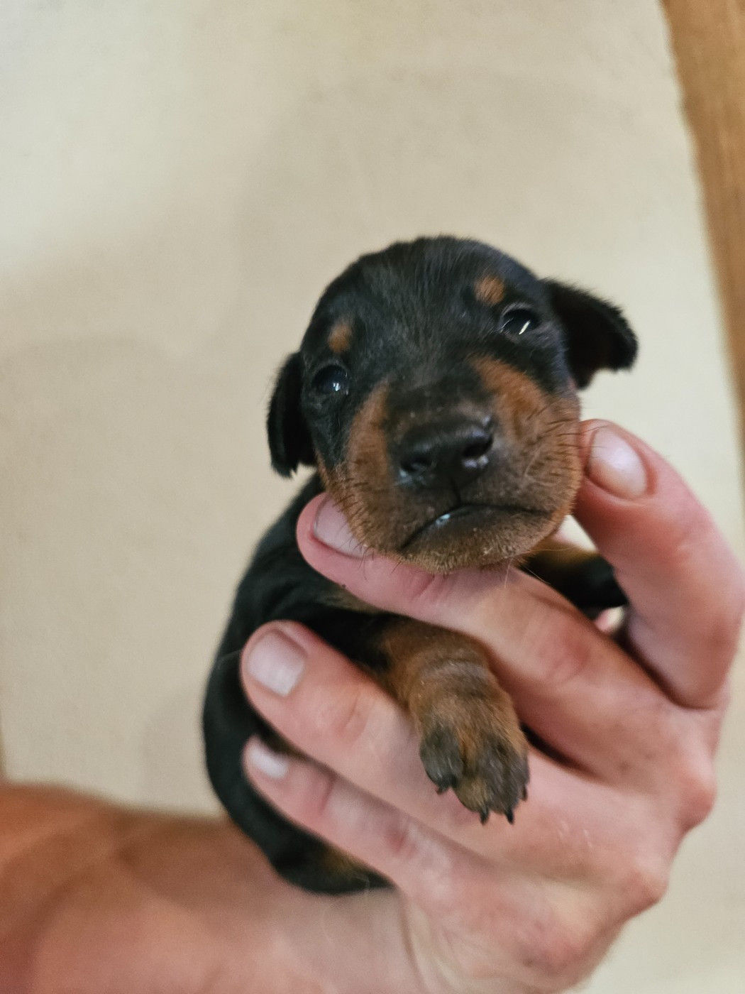 du Moulin de Bonneval - Chiots disponibles - Pinscher nain