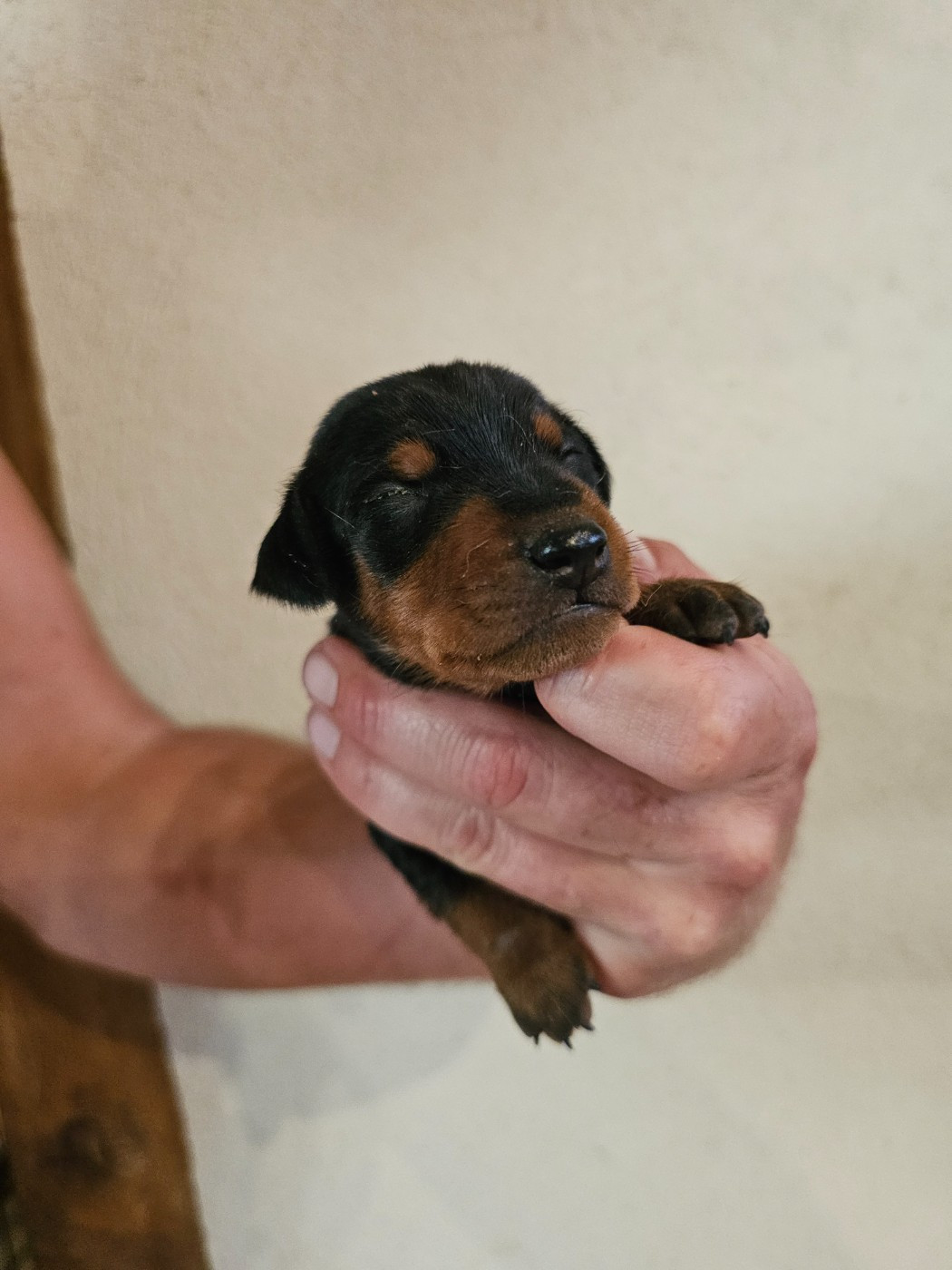 du Moulin de Bonneval - Chiots disponibles - Pinscher nain