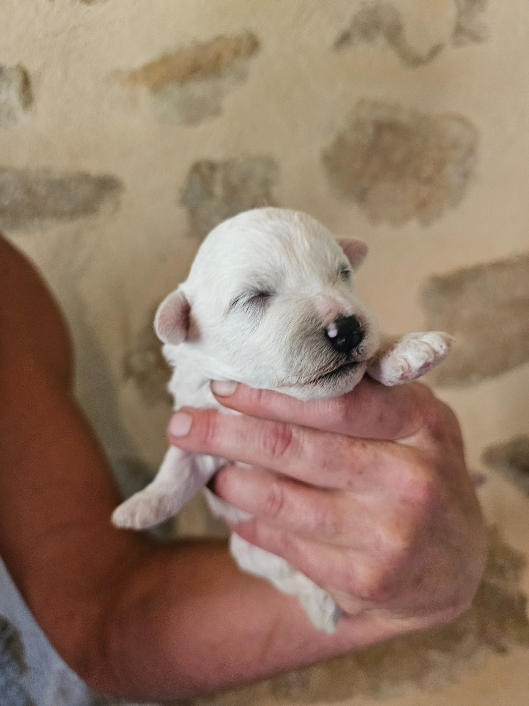 du Moulin de Bonneval - Chiots disponibles - Bichon Frise