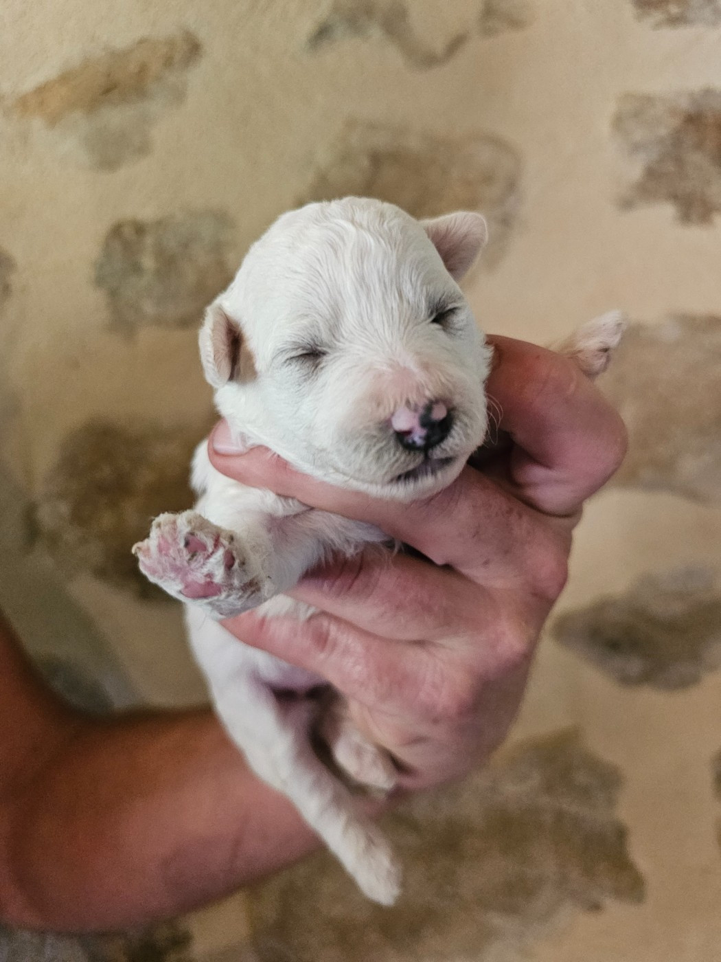 du Moulin de Bonneval - Chiots disponibles - Bichon Frise