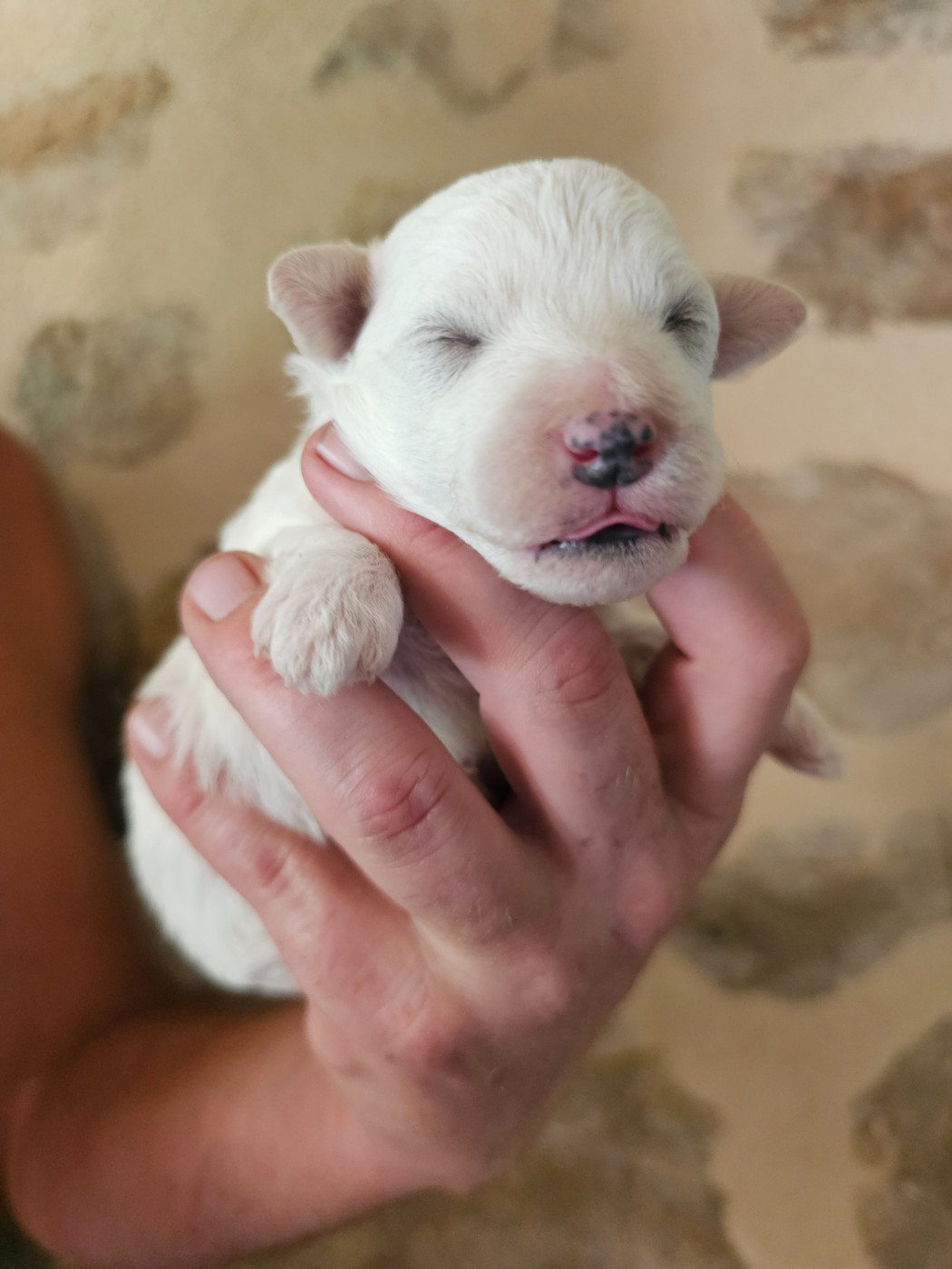 du Moulin de Bonneval - Chiots disponibles - Bichon Frise