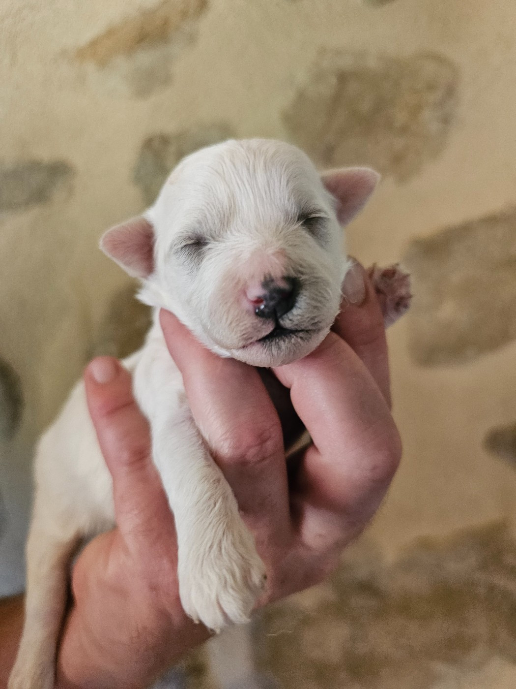 du Moulin de Bonneval - Chiots disponibles - Bichon Frise