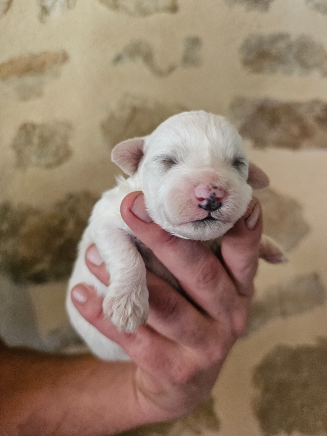 du Moulin de Bonneval - Chiots disponibles - Bichon Frise