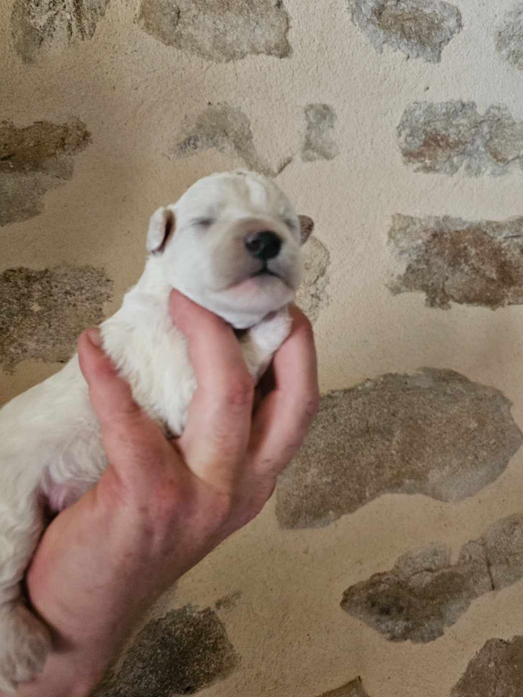 du Moulin de Bonneval - Chiots disponibles - Bichon Frise