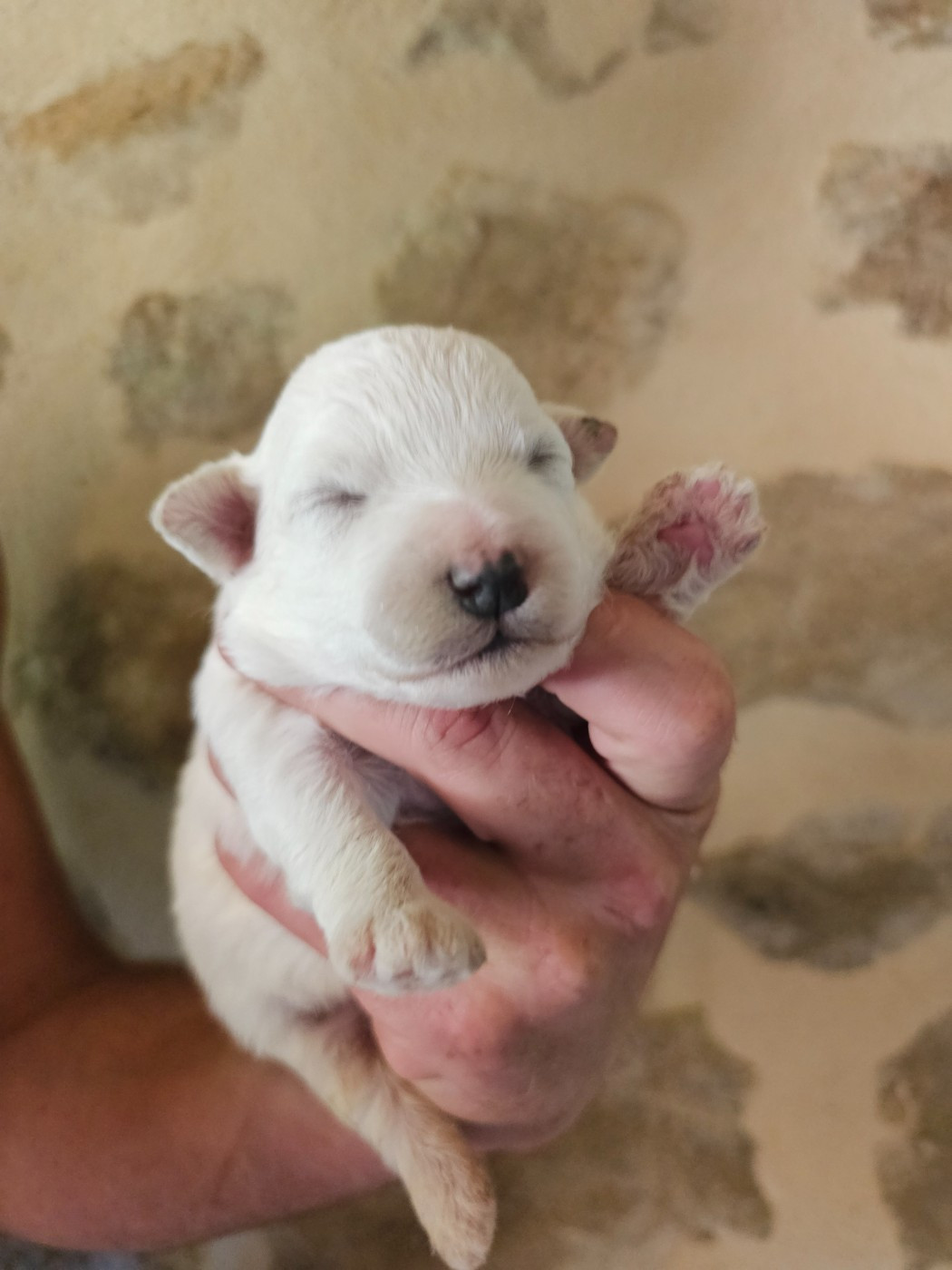 du Moulin de Bonneval - Chiots disponibles - Bichon Frise