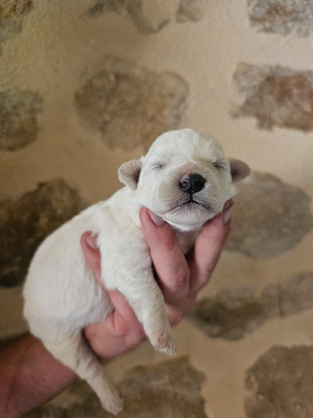 du Moulin de Bonneval - Chiots disponibles - Bichon Frise
