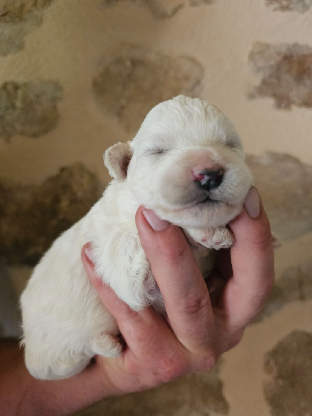 du Moulin de Bonneval - Chiots disponibles - Bichon Frise