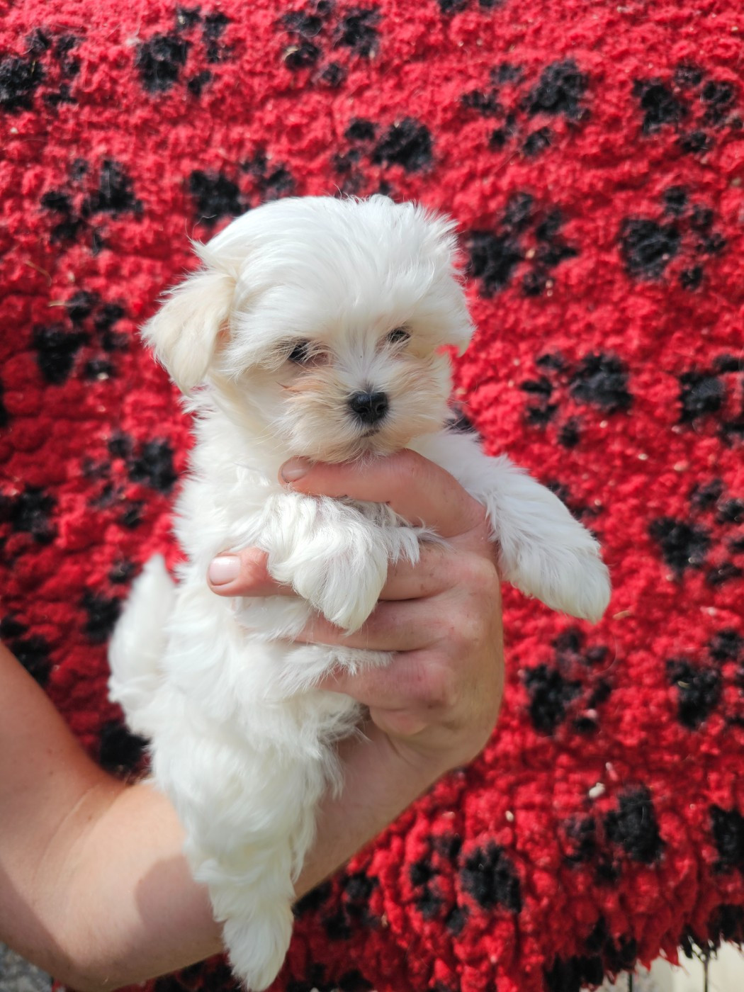 du Moulin de Bonneval - Chiots disponibles - Bichon maltais