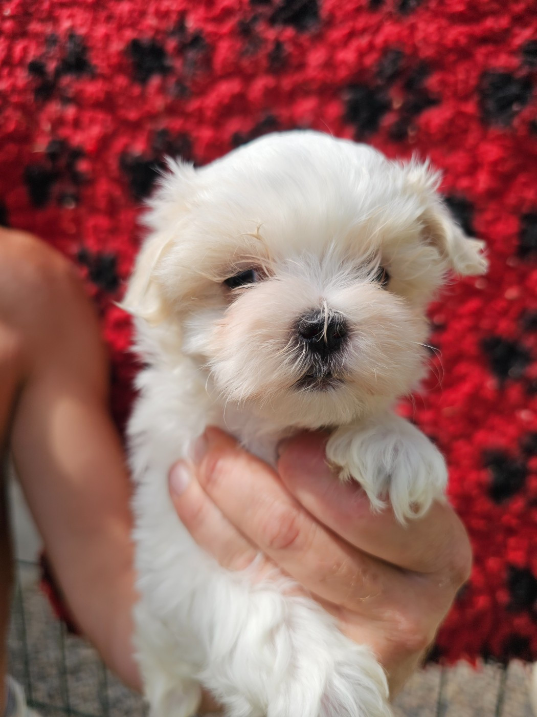 du Moulin de Bonneval - Chiots disponibles - Bichon maltais
