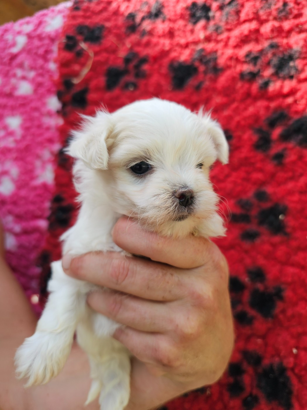 du Moulin de Bonneval - Chiots disponibles - Bichon maltais