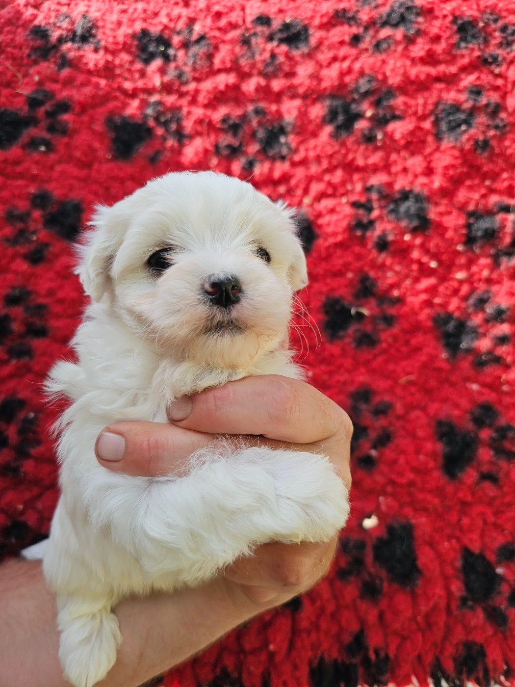 du Moulin de Bonneval - Chiots disponibles - Bichon maltais