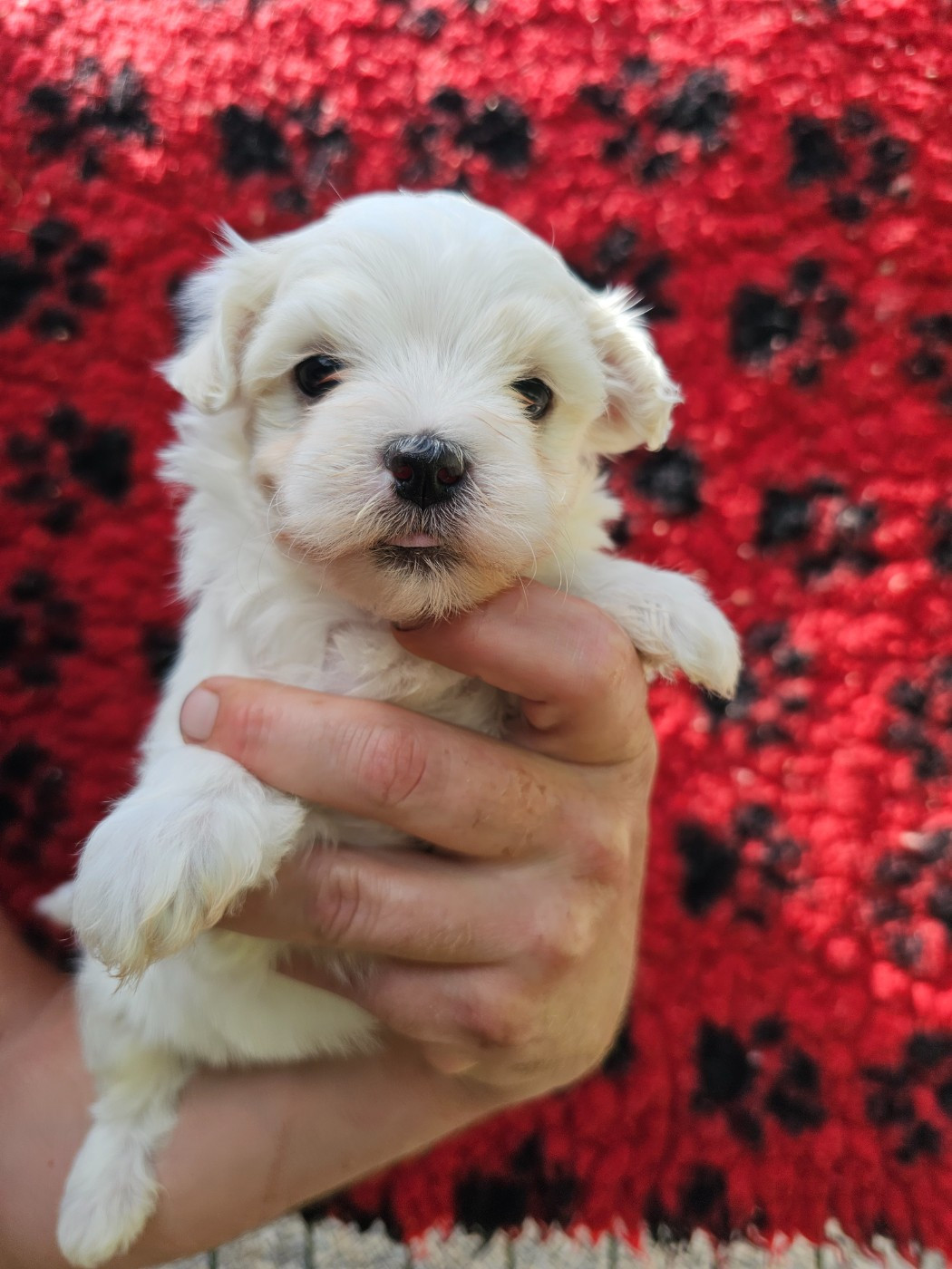 du Moulin de Bonneval - Chiots disponibles - Bichon maltais