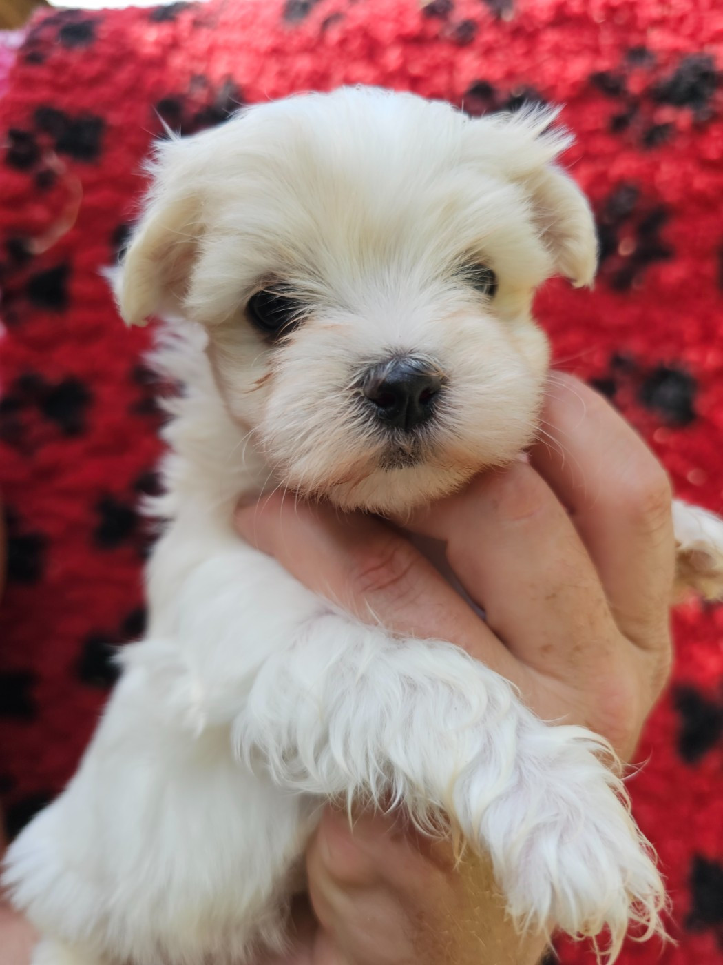 du Moulin de Bonneval - Chiots disponibles - Bichon maltais
