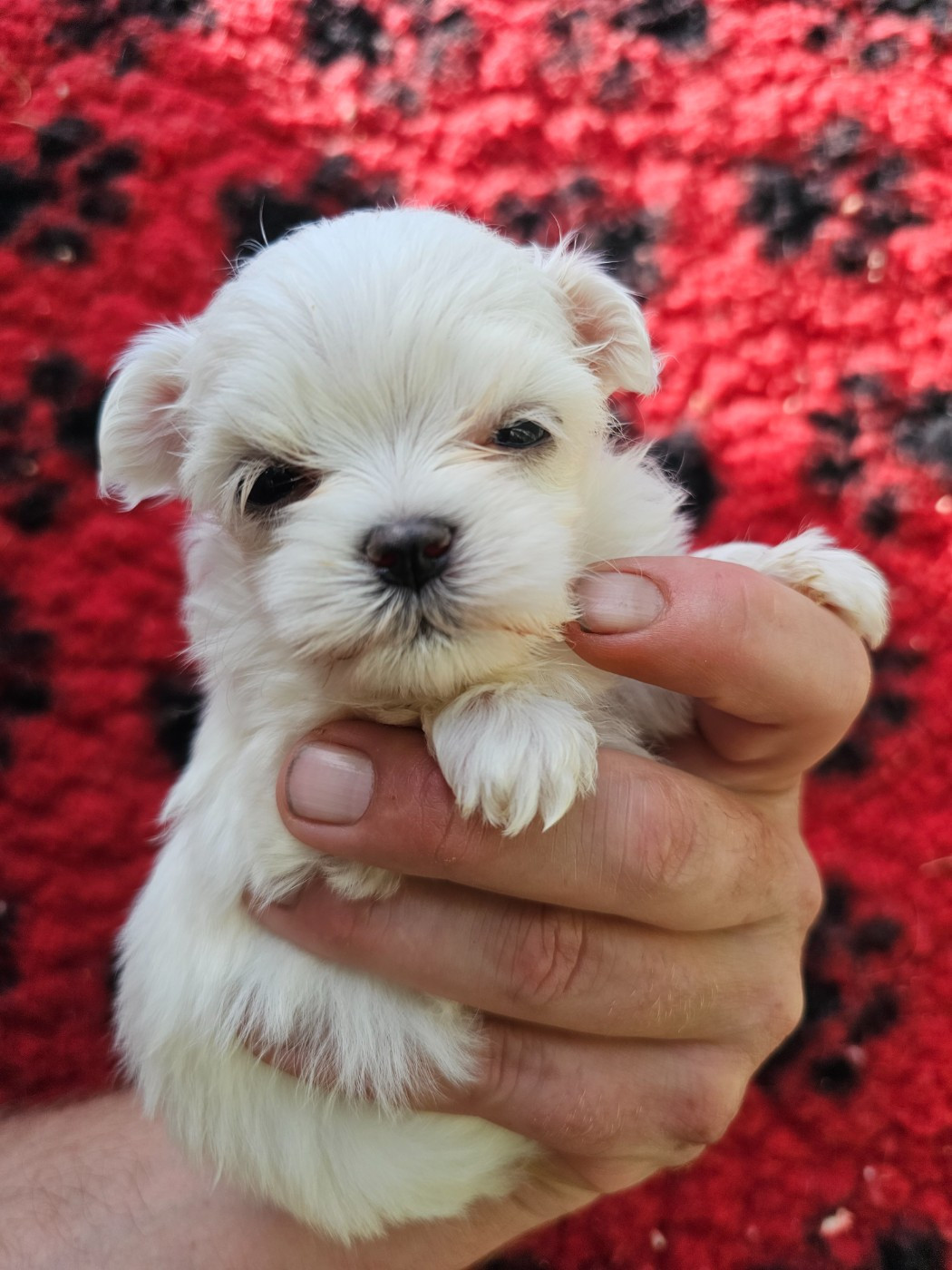 du Moulin de Bonneval - Chiots disponibles - Bichon maltais