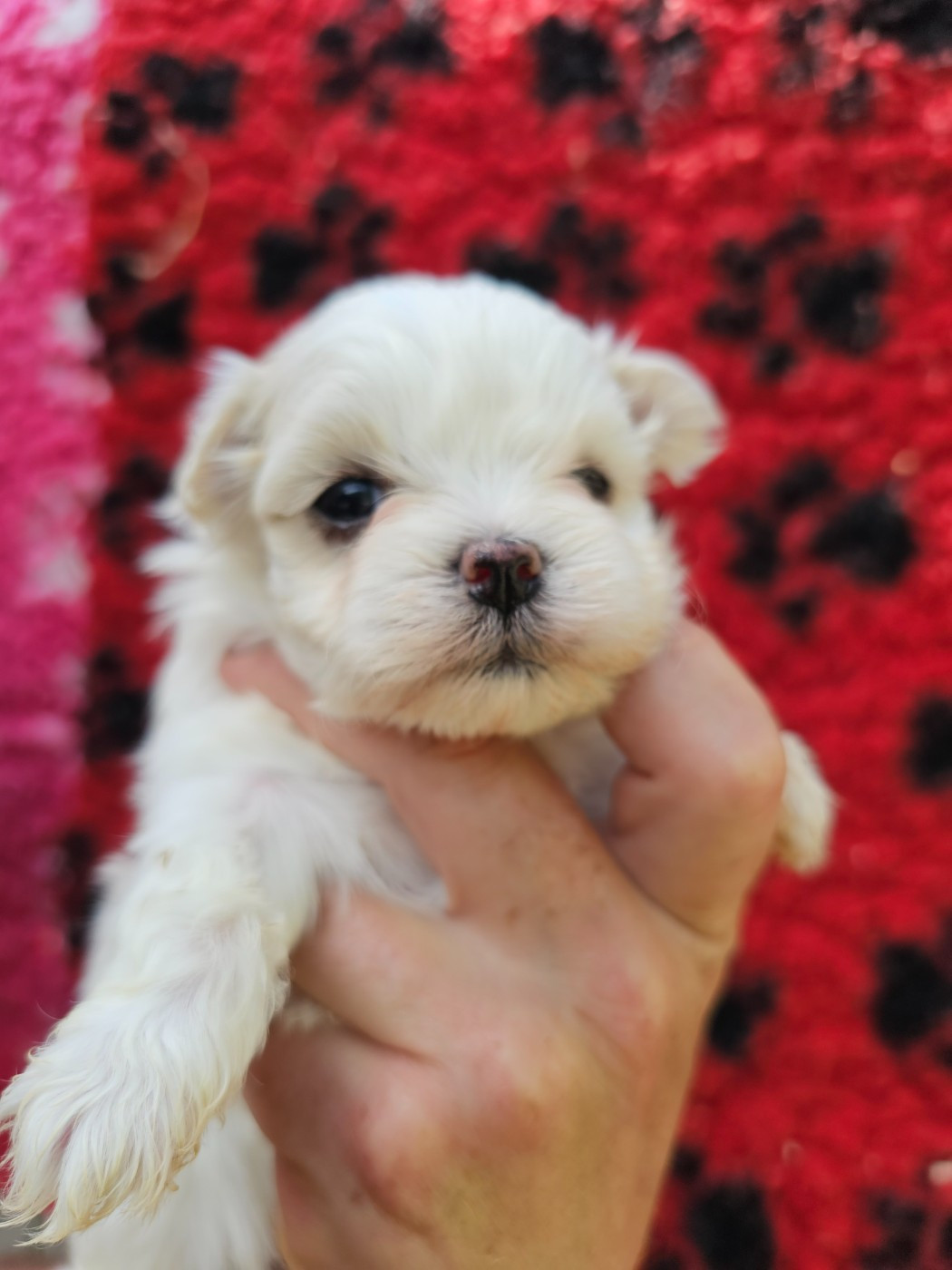 du Moulin de Bonneval - Chiots disponibles - Bichon maltais
