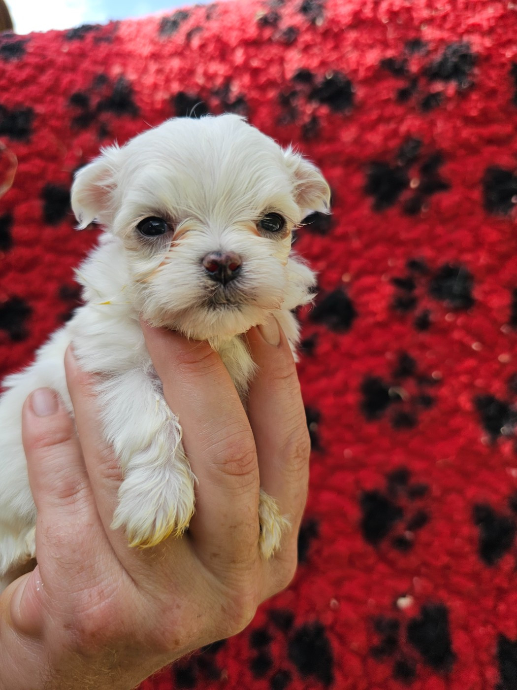 du Moulin de Bonneval - Chiots disponibles - Bichon maltais