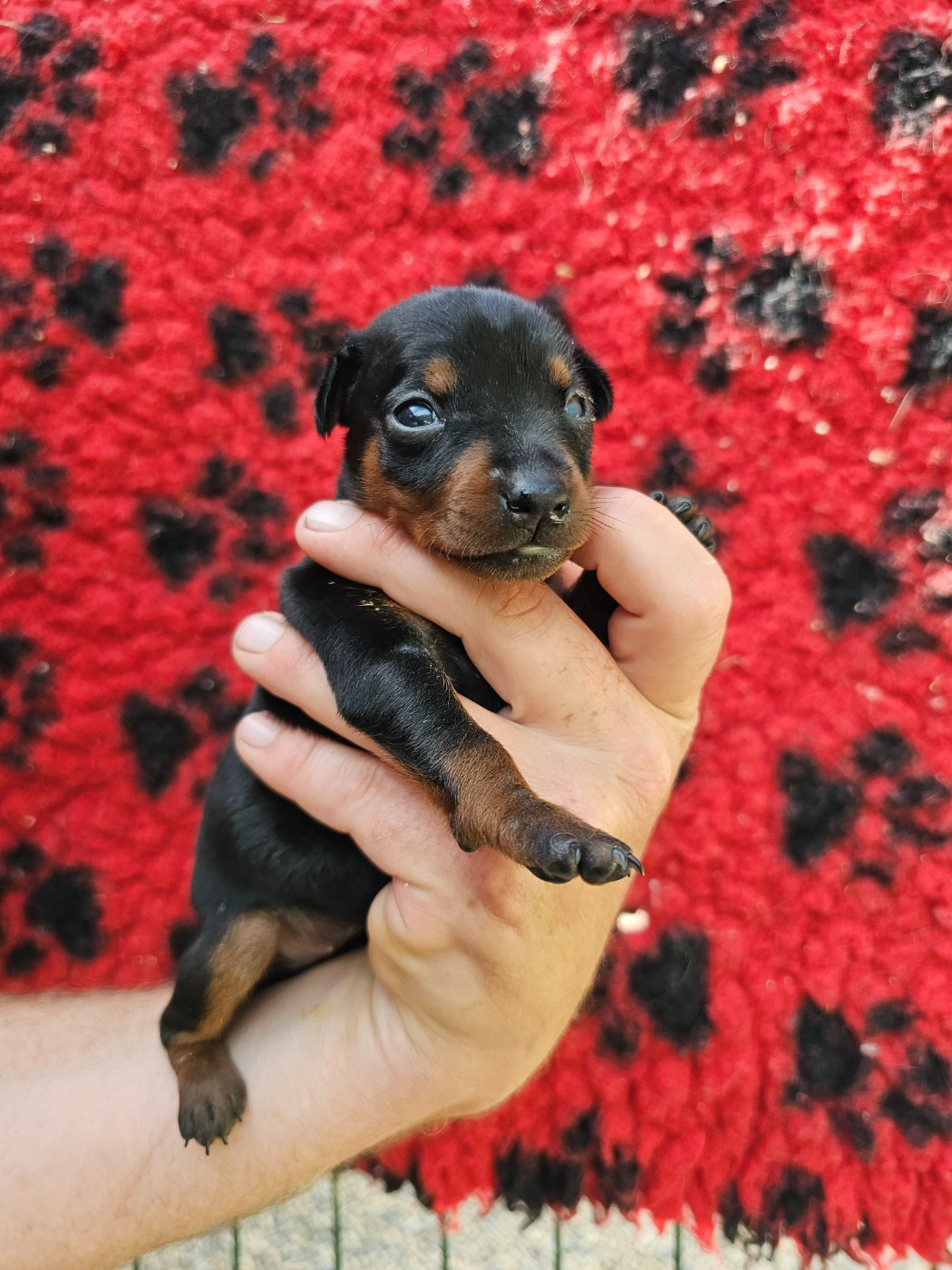 du Moulin de Bonneval - Chiots disponibles - Pinscher nain