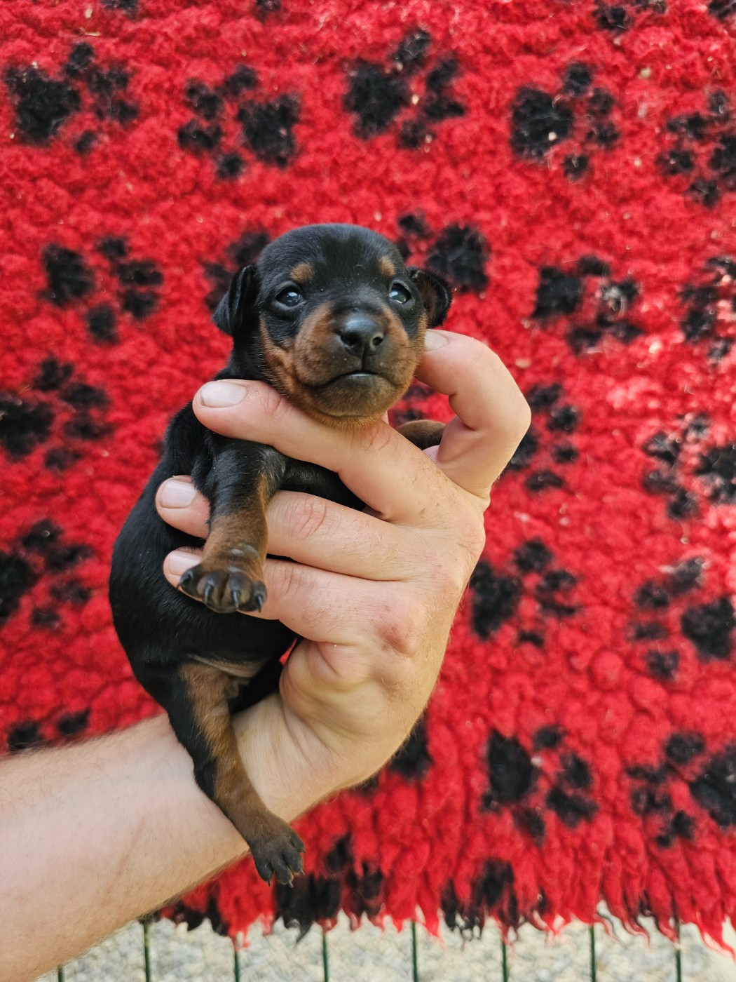 du Moulin de Bonneval - Chiots disponibles - Pinscher nain