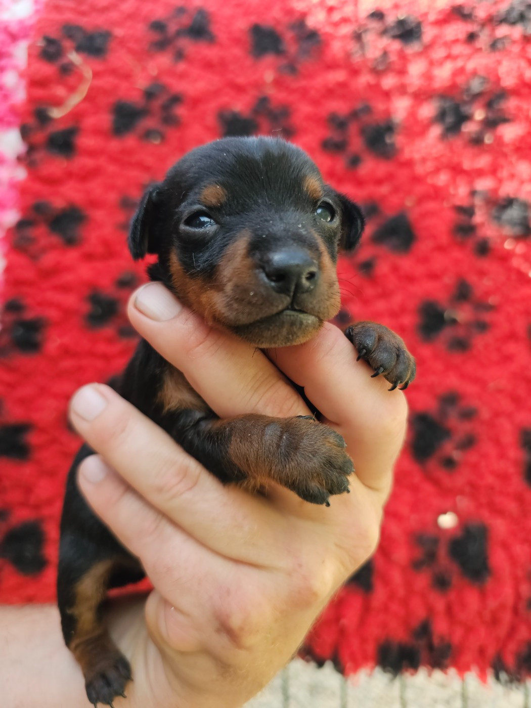 du Moulin de Bonneval - Chiots disponibles - Pinscher nain