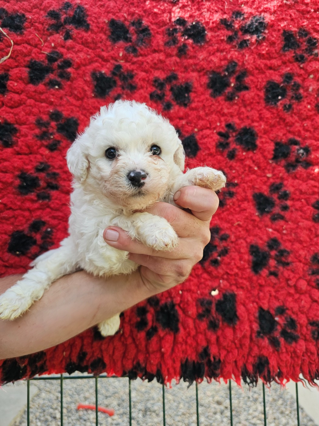 du Moulin de Bonneval - Chiots disponibles - Bichon Frise