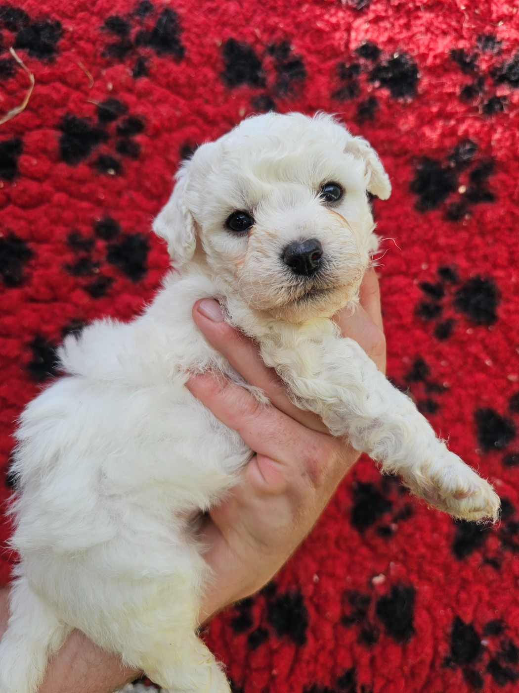 du Moulin de Bonneval - Chiots disponibles - Bichon Frise
