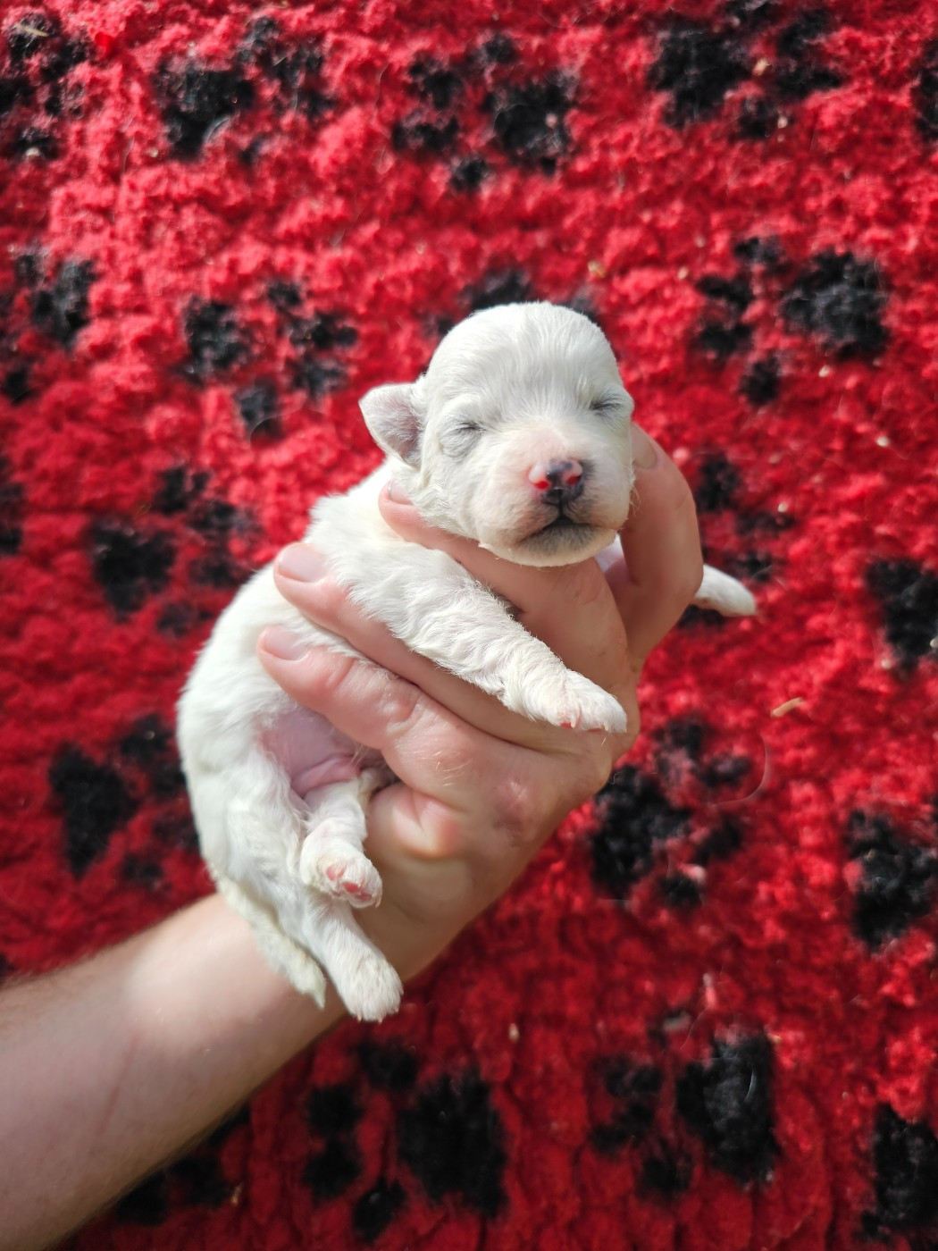 du Moulin de Bonneval - Chiots disponibles - Bichon Frise