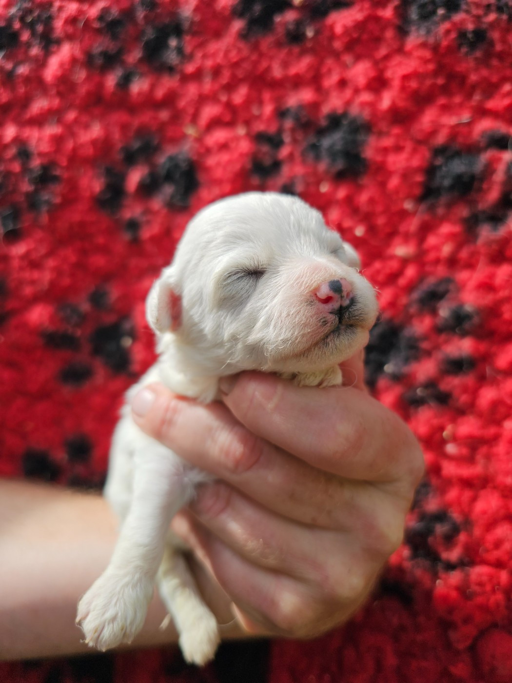 du Moulin de Bonneval - Chiots disponibles - Bichon Frise
