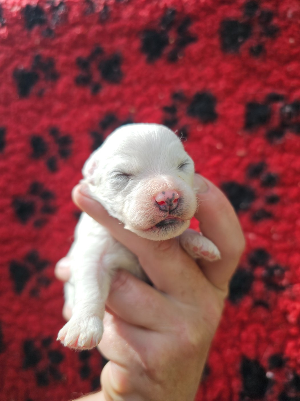 du Moulin de Bonneval - Chiots disponibles - Bichon Frise