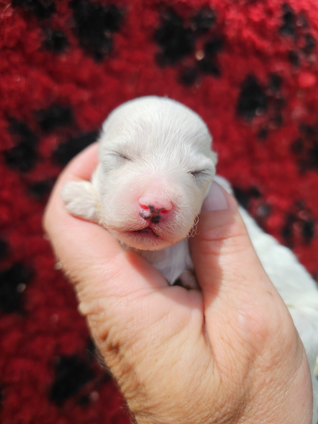 du Moulin de Bonneval - Chiots disponibles - Bichon Frise