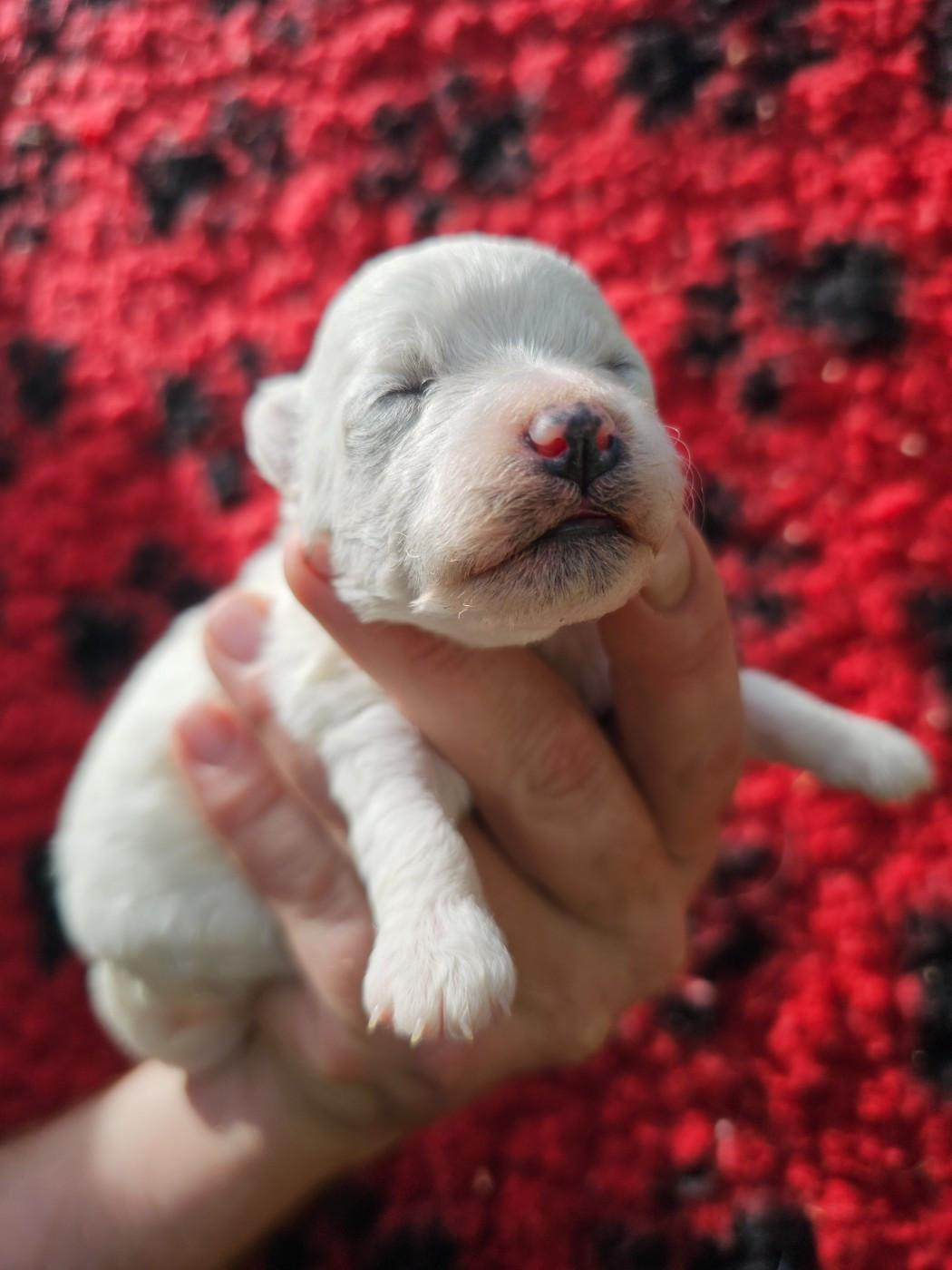du Moulin de Bonneval - Chiots disponibles - Bichon Frise