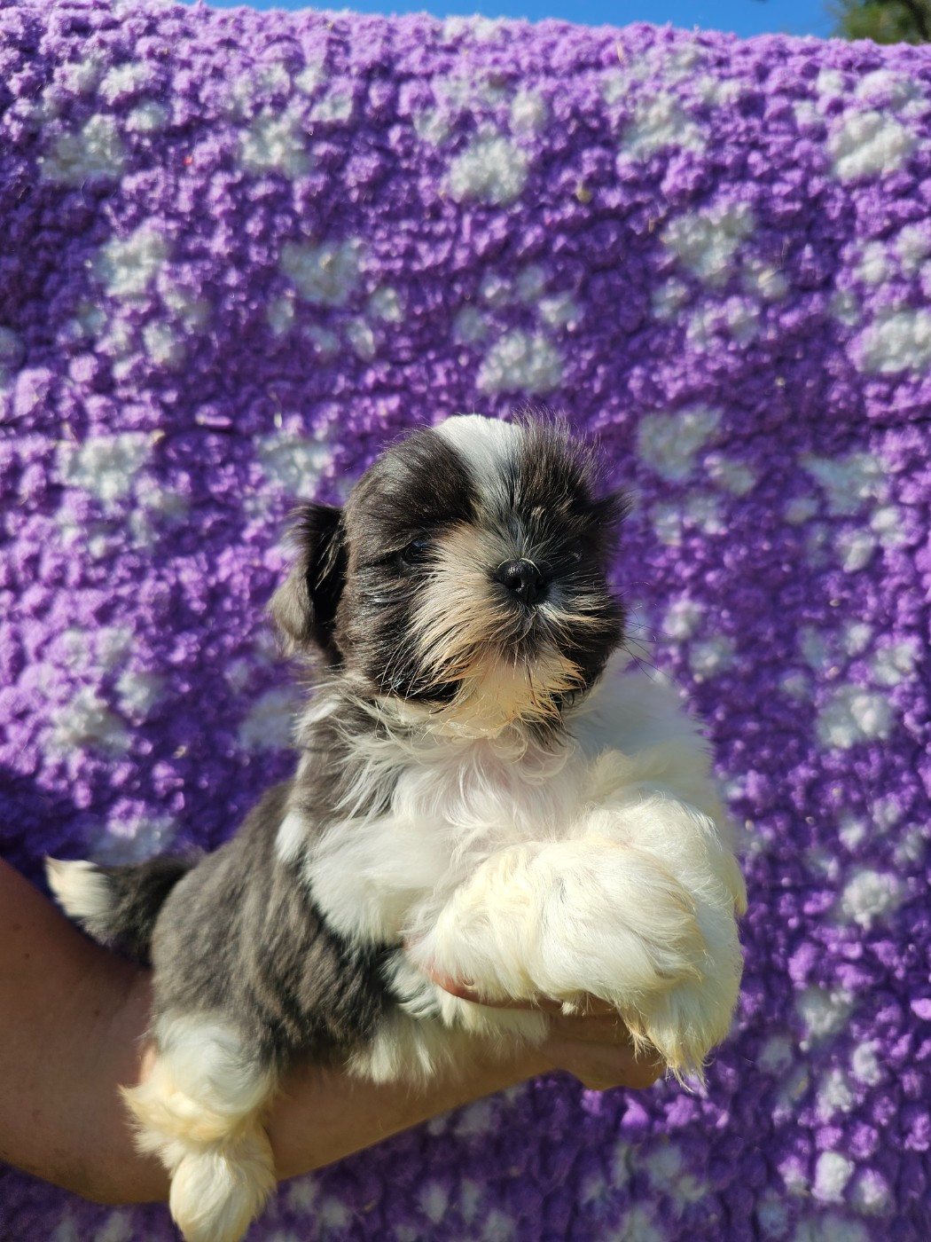 du Moulin de Bonneval - Chiots disponibles - Shih Tzu