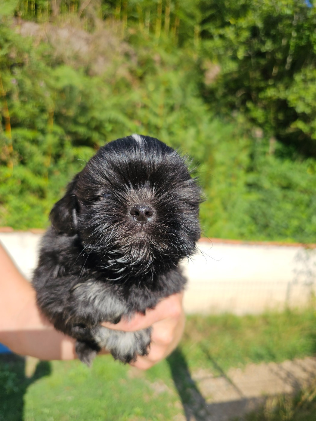 du Moulin de Bonneval - Chiots disponibles - Shih Tzu