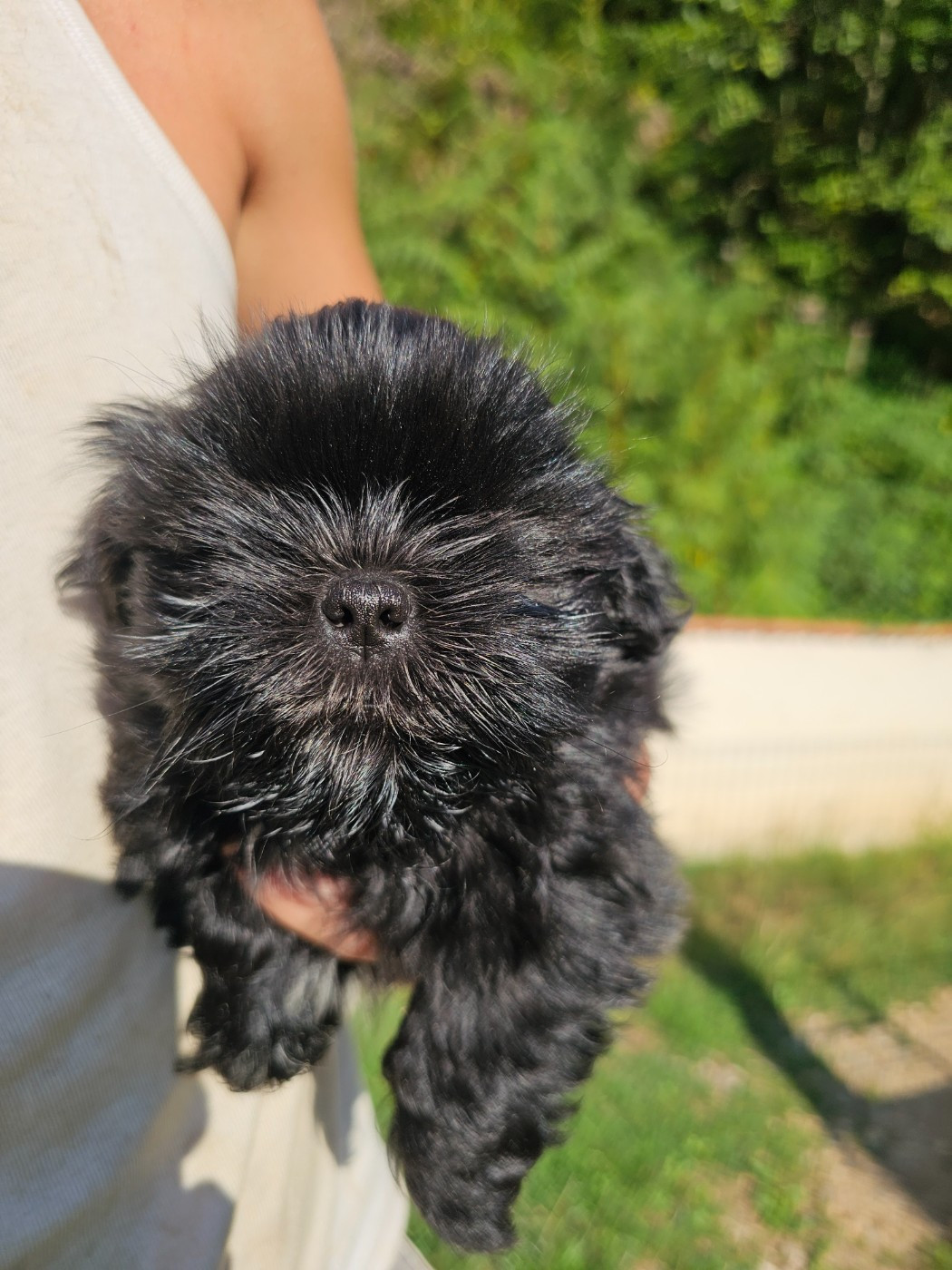 du Moulin de Bonneval - Chiots disponibles - Shih Tzu