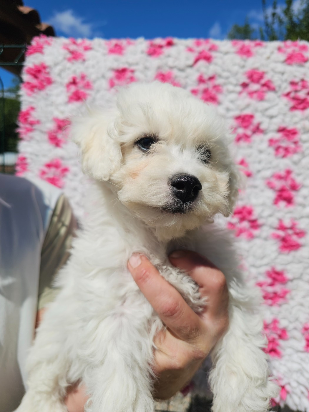 du Moulin de Bonneval - Chiots disponibles - Bichon Frise