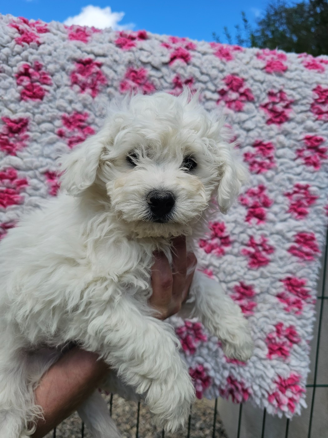 du Moulin de Bonneval - Chiots disponibles - Bichon Frise