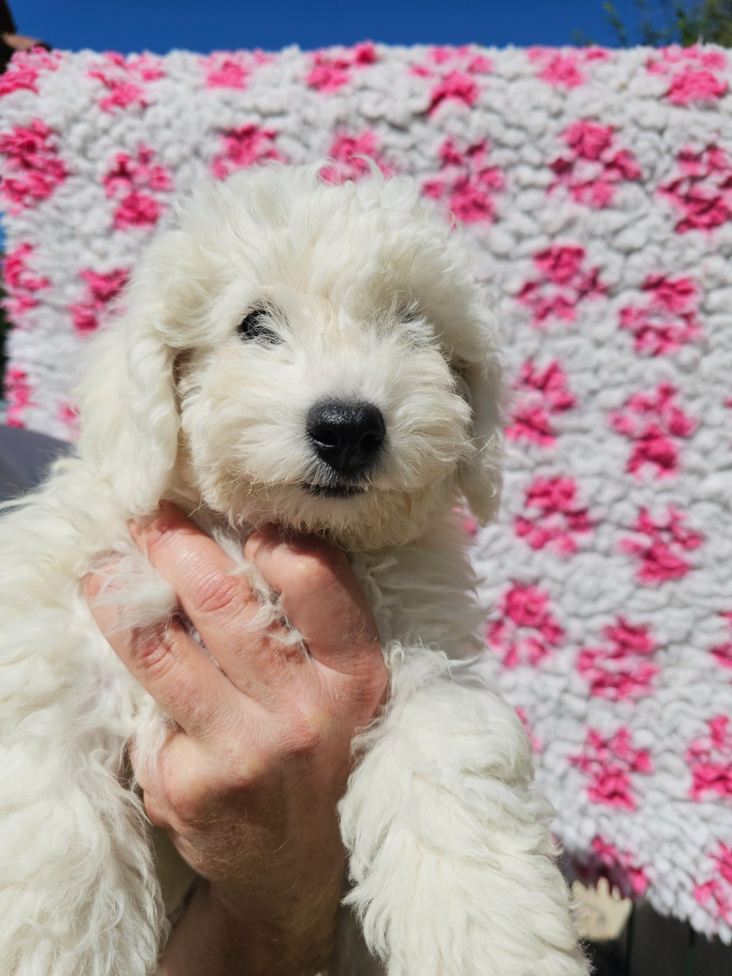 du Moulin de Bonneval - Chiots disponibles - Bichon Frise