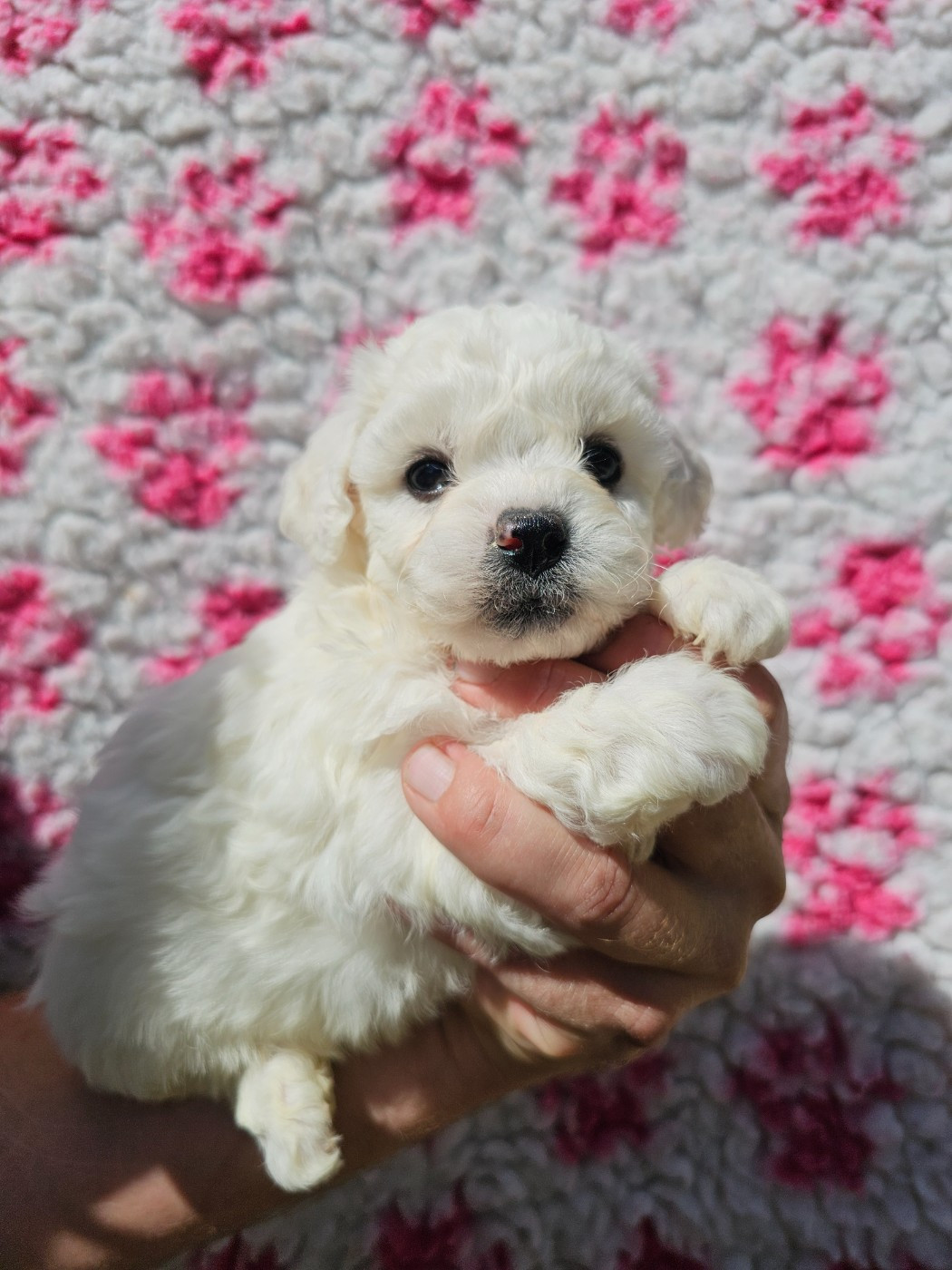 du Moulin de Bonneval - Chiots disponibles - Bichon Frise