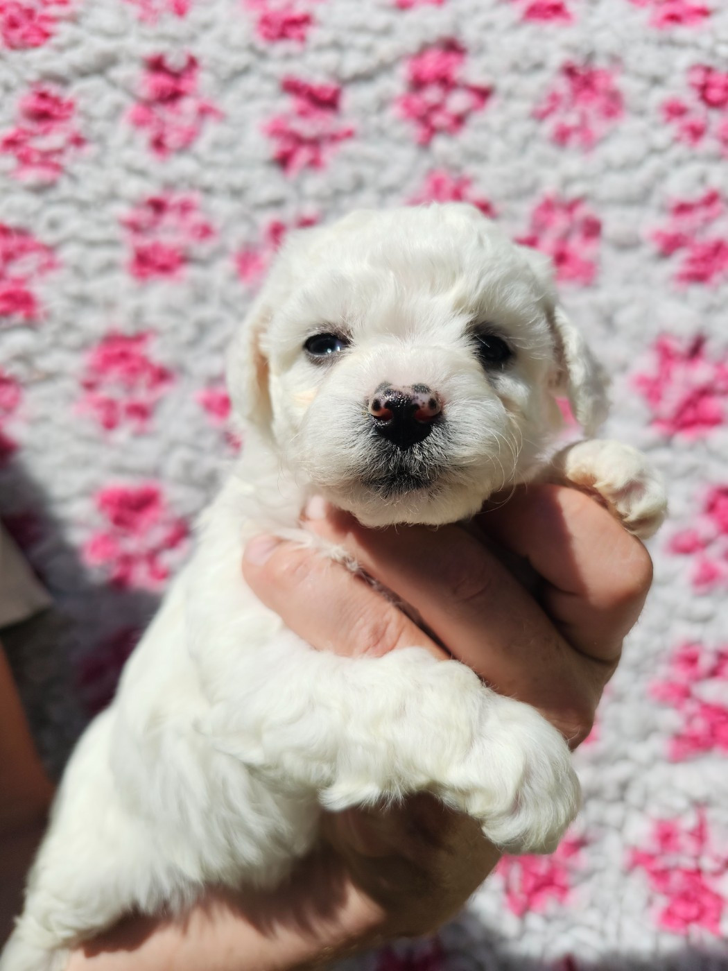 du Moulin de Bonneval - Chiots disponibles - Bichon Frise