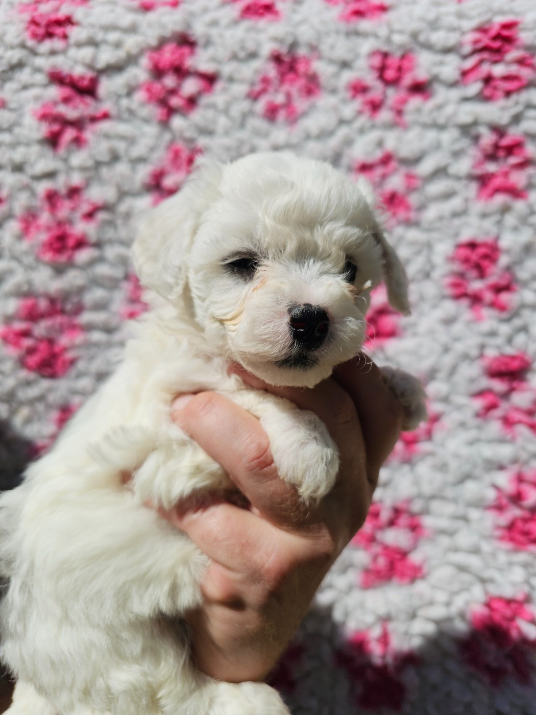 du Moulin de Bonneval - Chiots disponibles - Bichon Frise