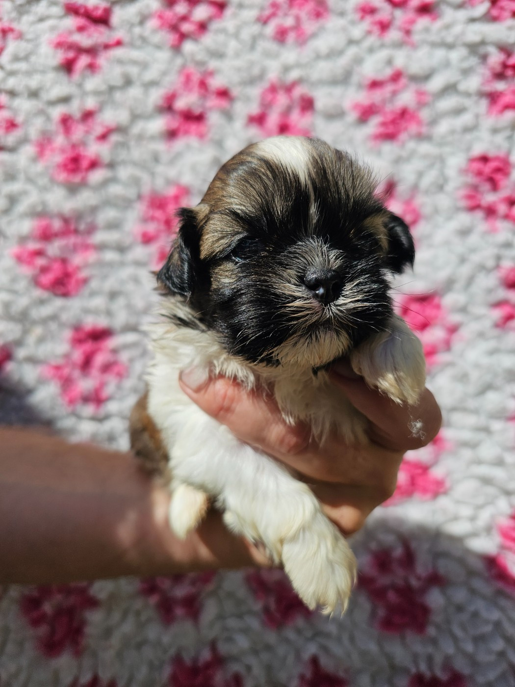 du Moulin de Bonneval - Chiots disponibles - Shih Tzu