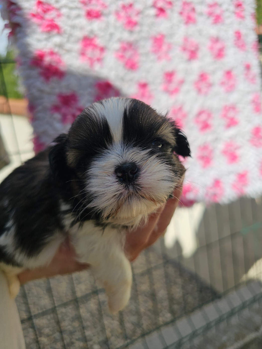 du Moulin de Bonneval - Chiots disponibles - Shih Tzu