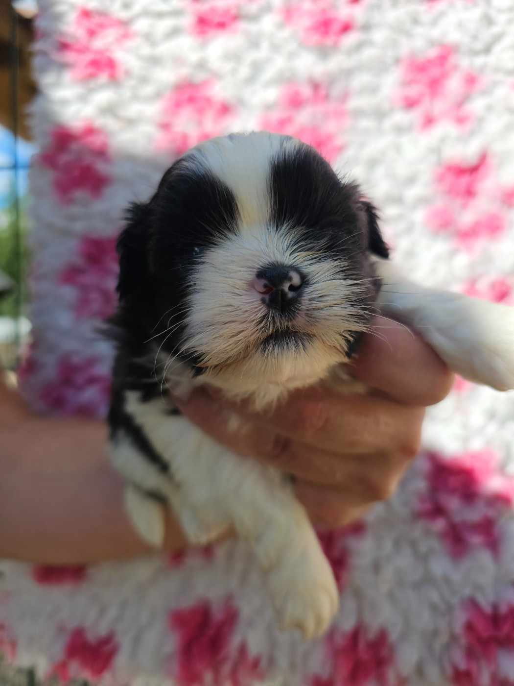 du Moulin de Bonneval - Chiots disponibles - Shih Tzu