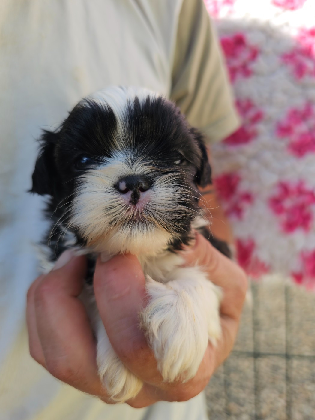 du Moulin de Bonneval - Chiots disponibles - Shih Tzu